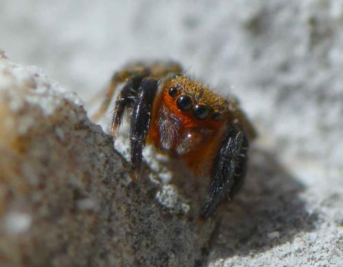 Réf. 293 520 : Euophrys rufibarbis
